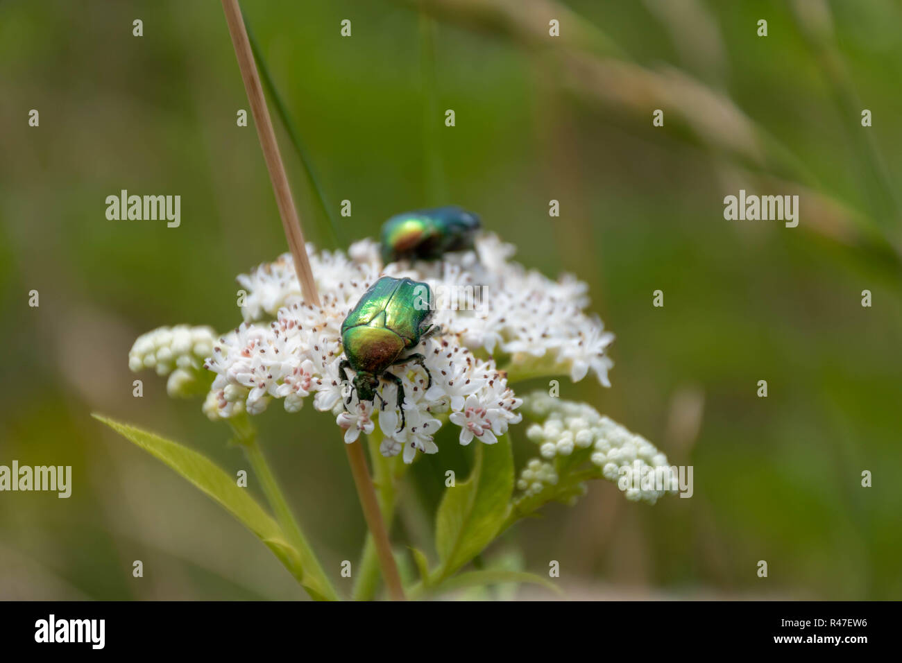 Primo piano di due Verde metalizzato coleotteri (European Rose Chafer, Cetonia aurata) strisciando sul piccolo fiore bianco fiori Foto Stock