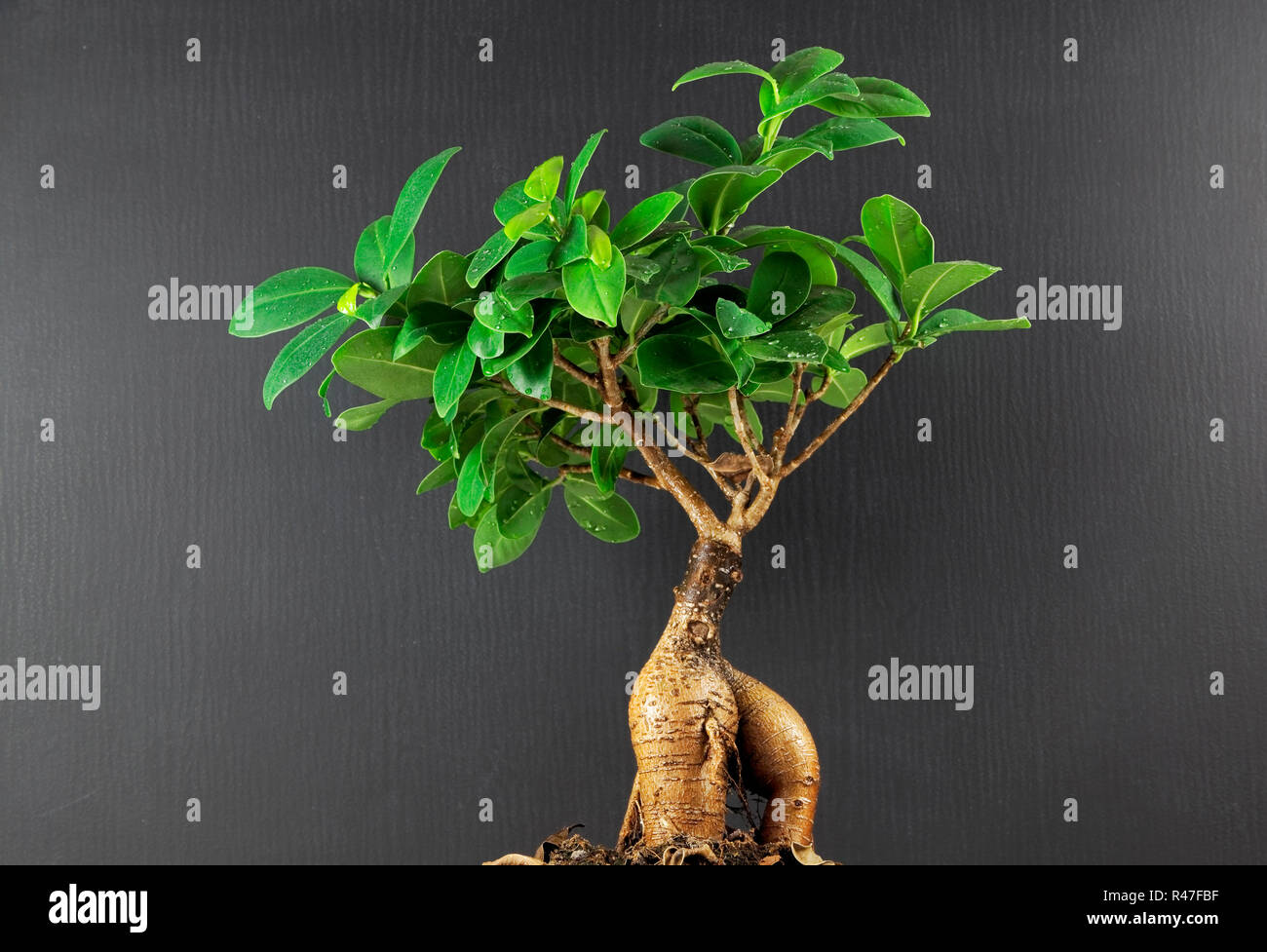 Bonsai di ficus Foto Stock