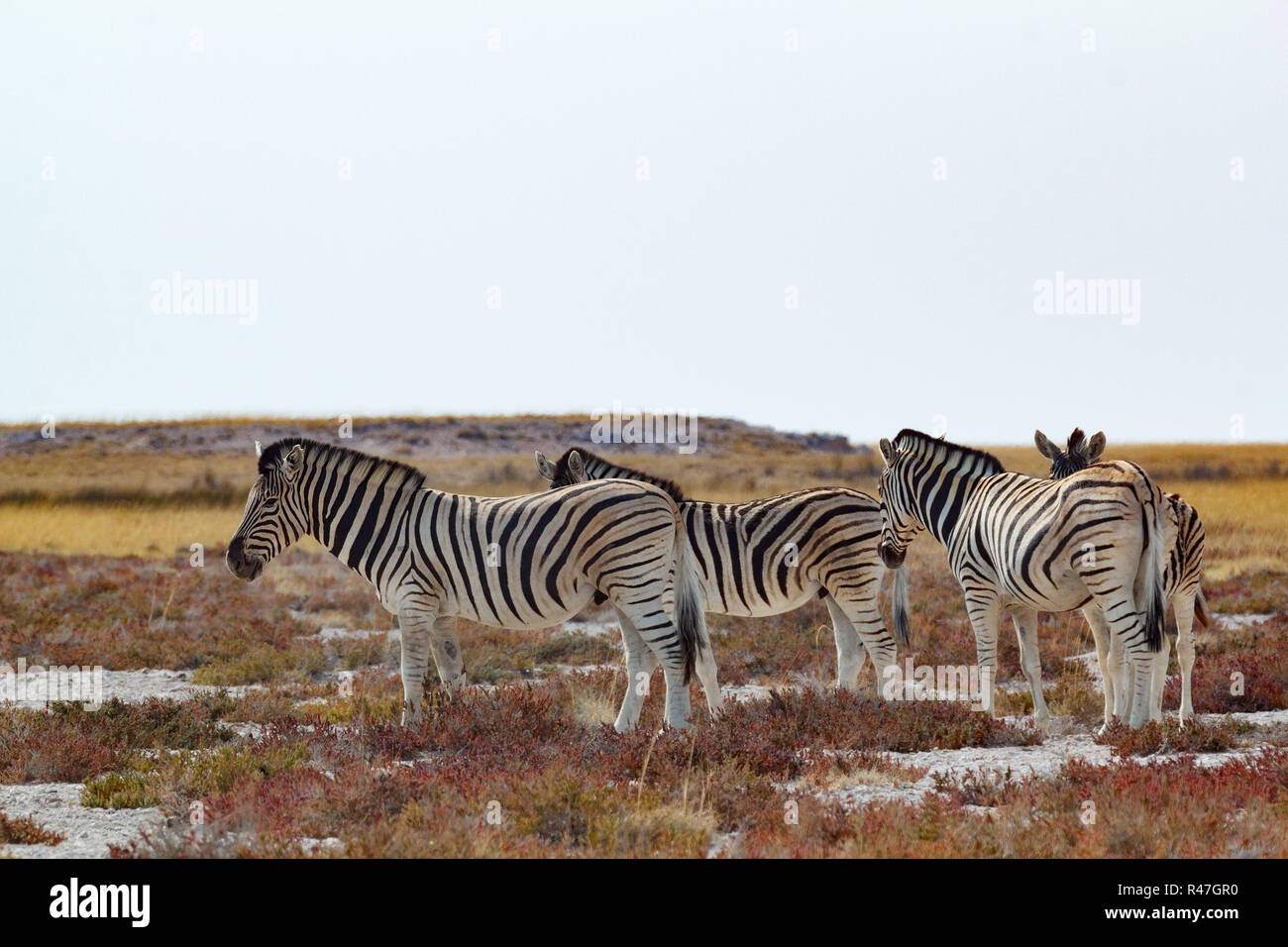 Allevamento di Zebra nel bush africano Foto Stock