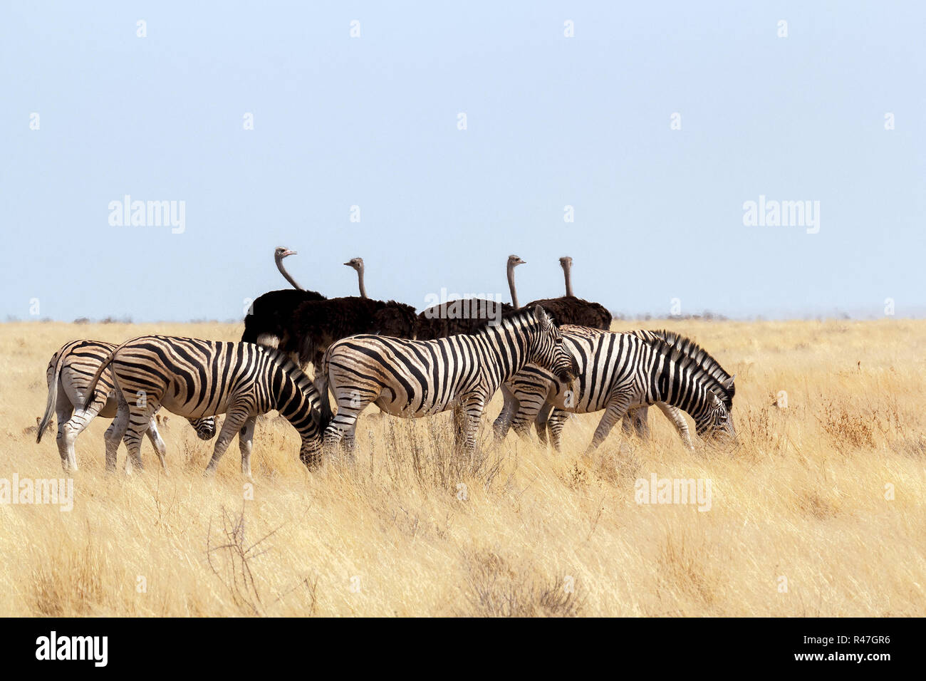 Allevamento di Zebra e struzzo nel bush africano Foto Stock