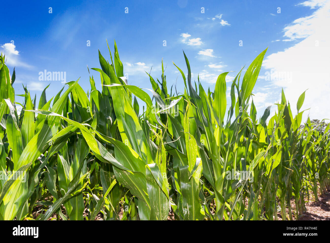 Piantagione di mais in Argentina campagna Foto Stock