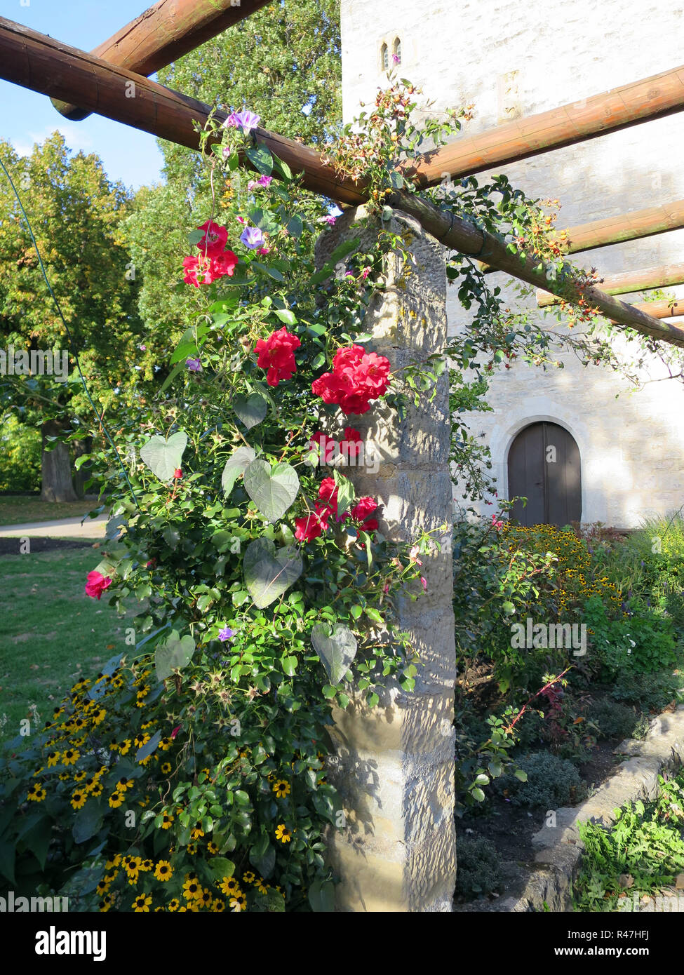 Red rose rampicanti nel giardino del castello Foto Stock