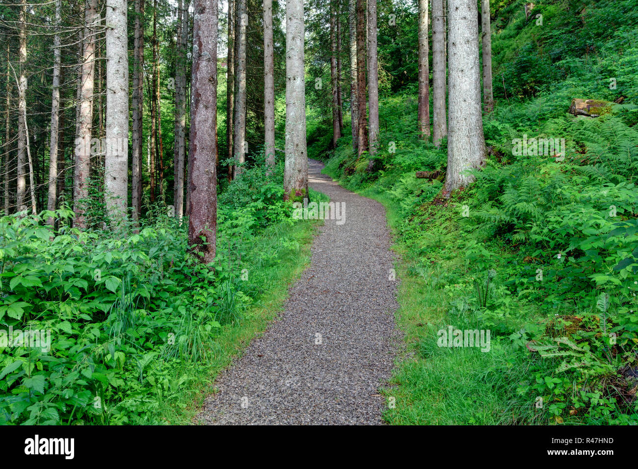 percorso di foresta Foto Stock