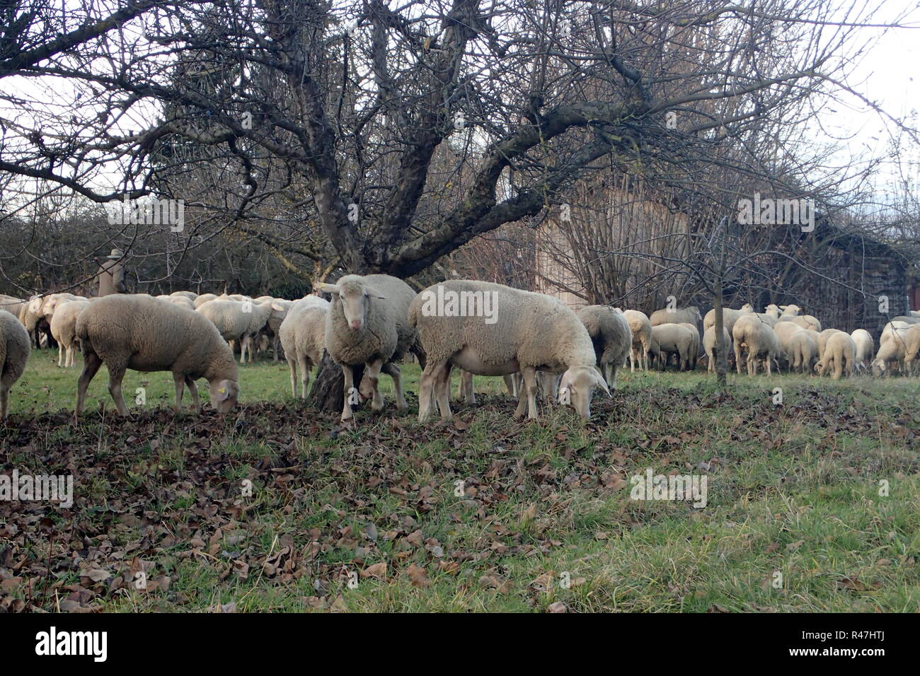 Allevamento di ovini sul prato Orchard Foto Stock