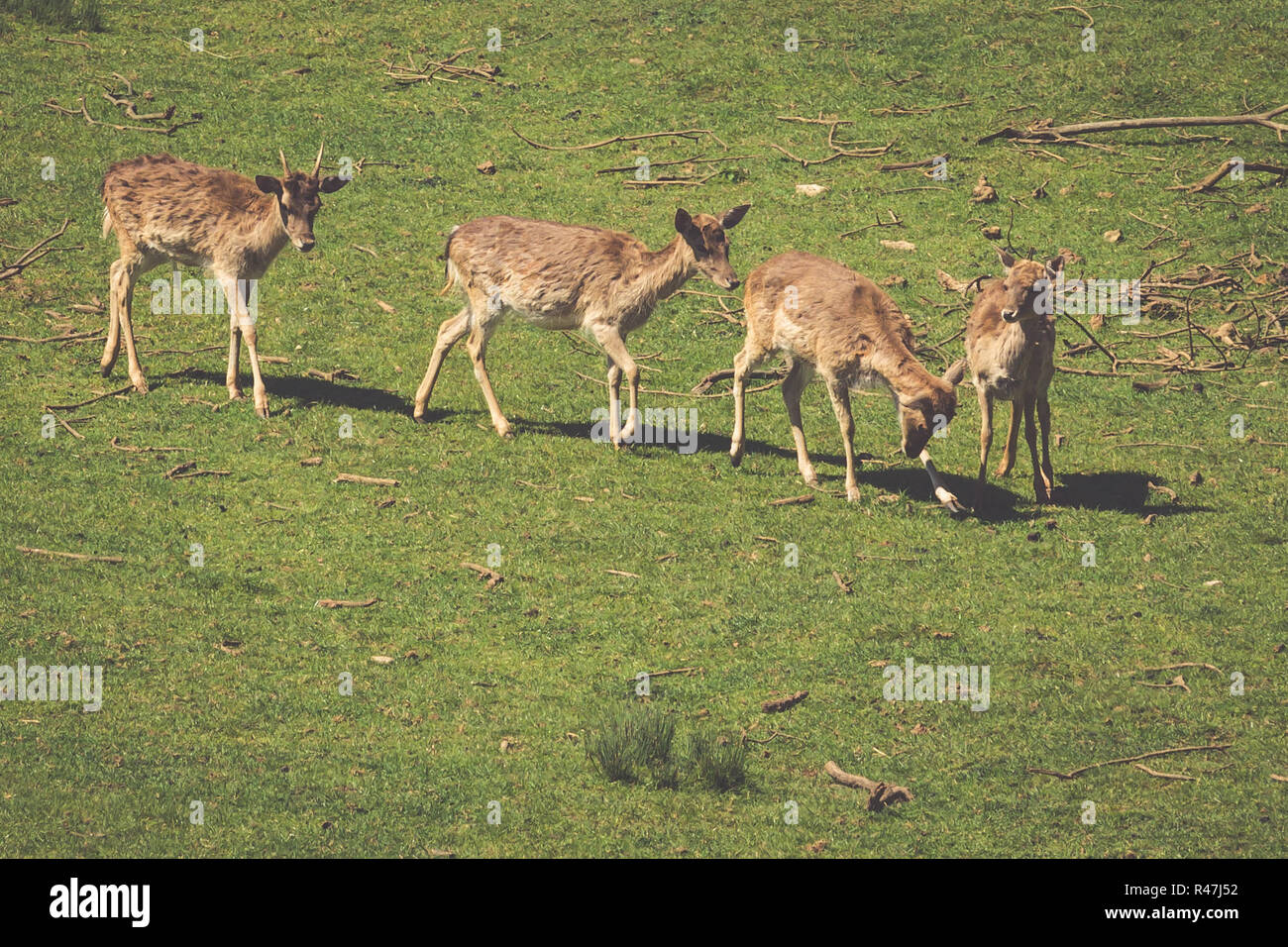 Una vista estiva di un allevamento di daini (DAMA DAMA) sul prato verde. Questi mammiferi appartengono alla famiglia cervidae Foto Stock