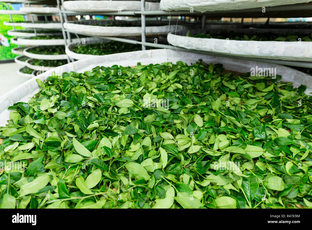 La fermentazione del tè in fabbrica Foto Stock
