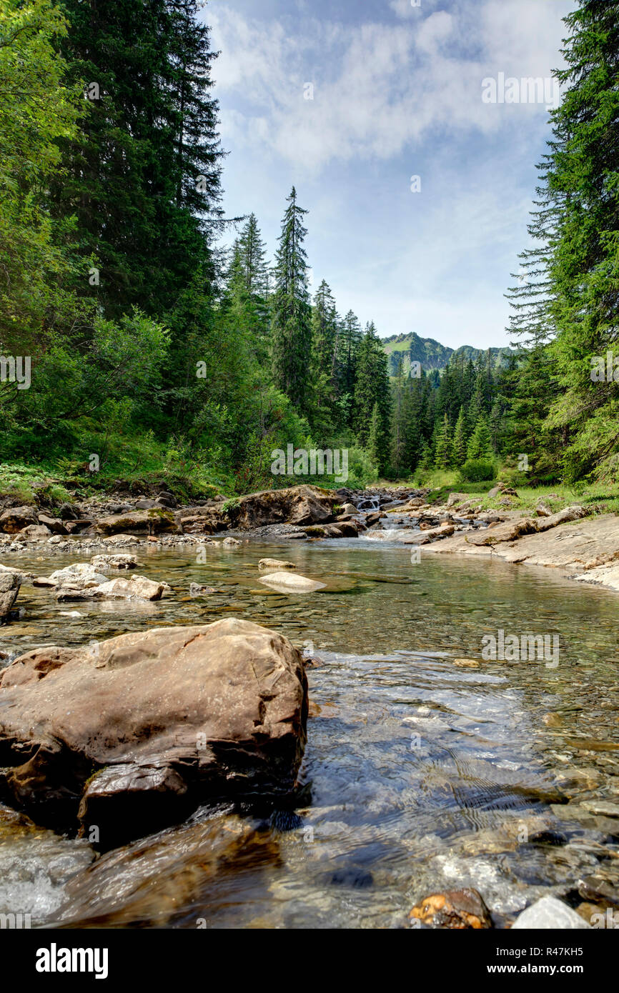 Bach nel bosco di conifere Foto Stock