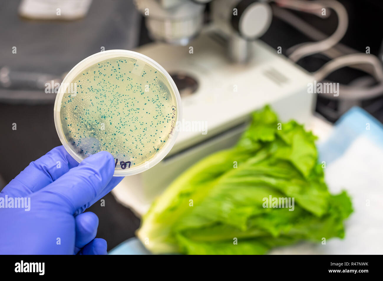 E coli contaminazione di lattuga romana Foto Stock