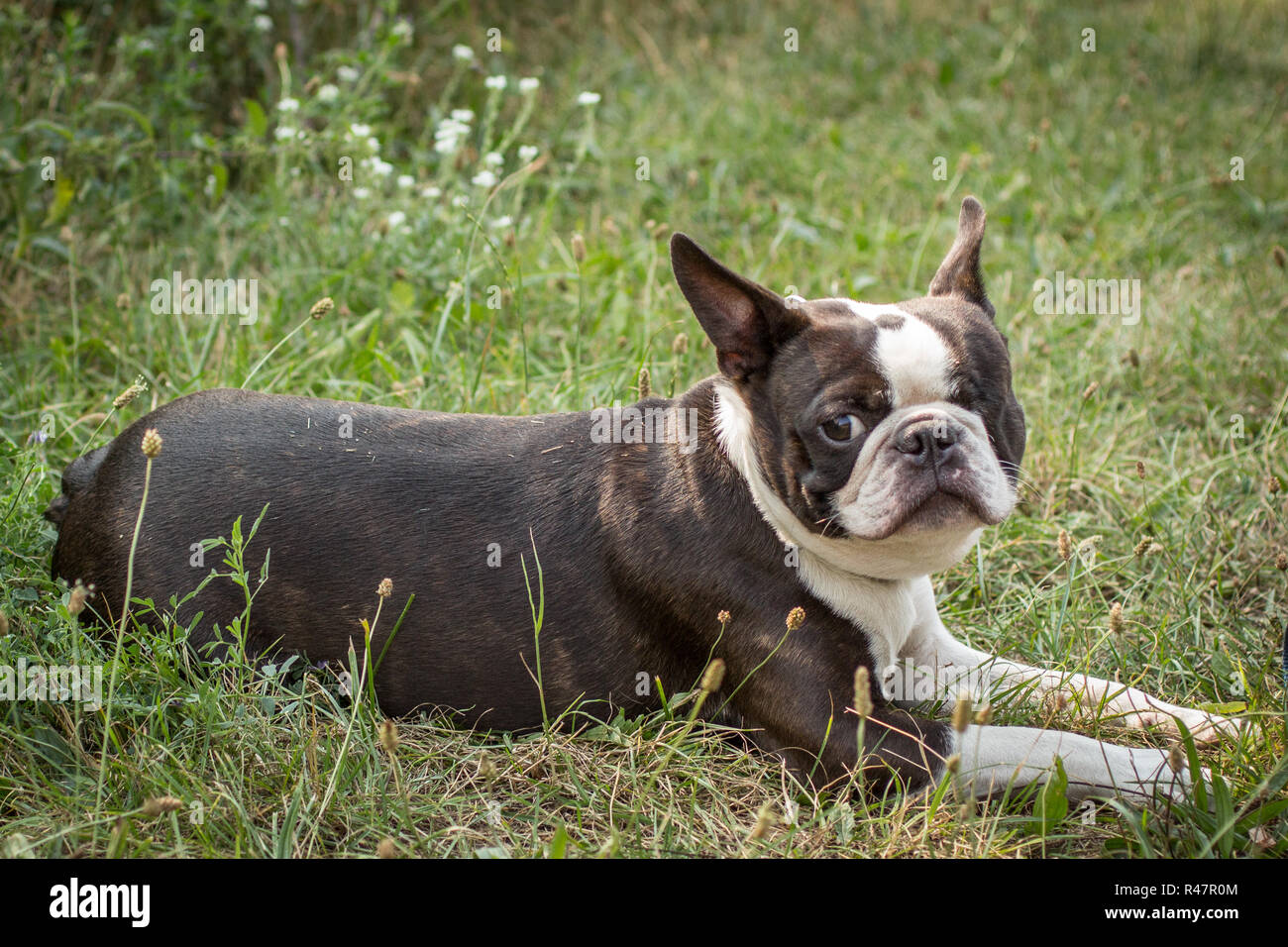 Bulldog francese giacente sul prato Foto Stock