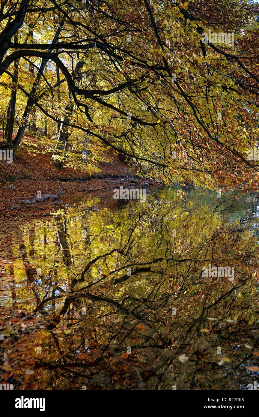 autunno dorato Foto Stock