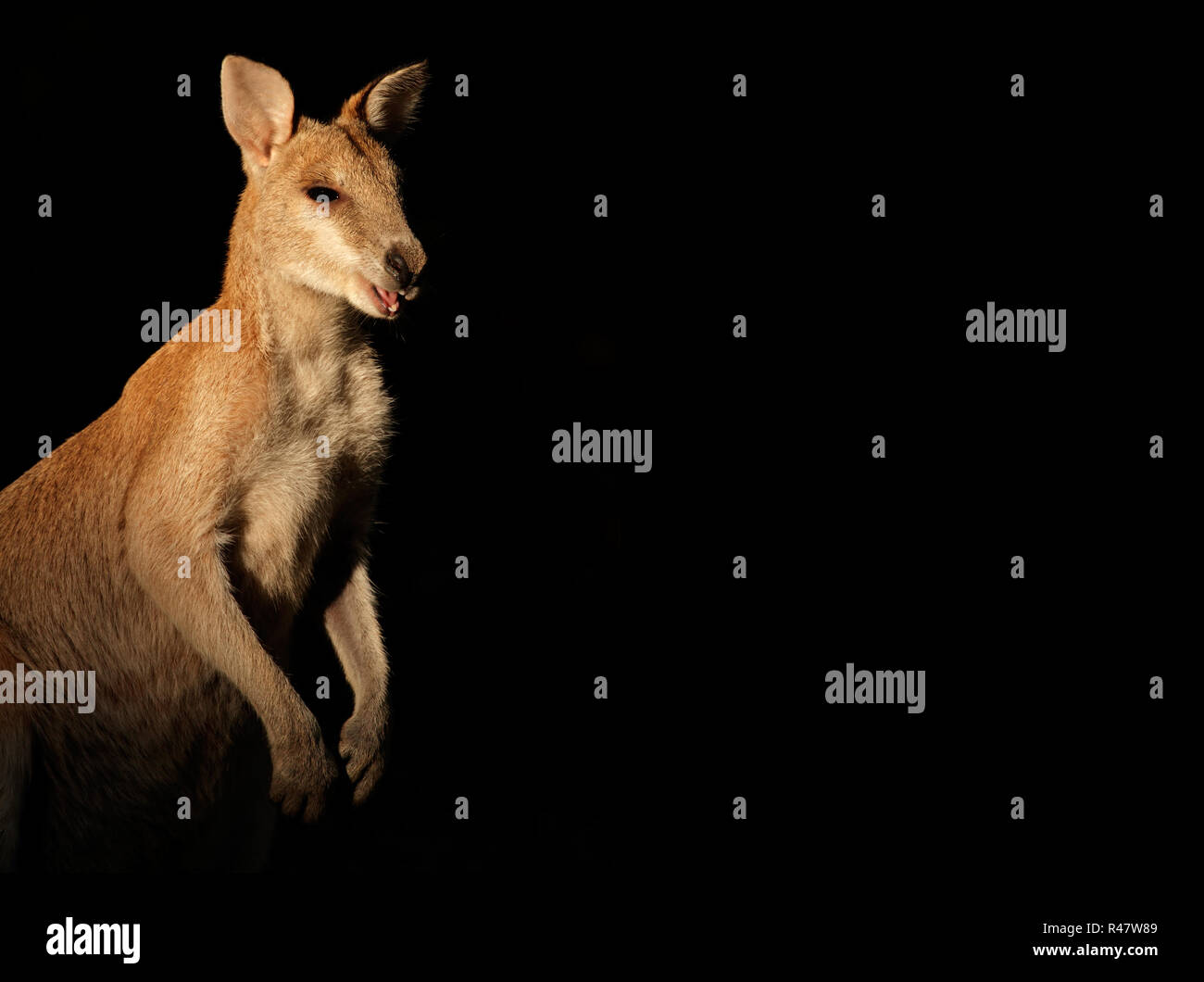 Agile Wallaby su nero Foto Stock