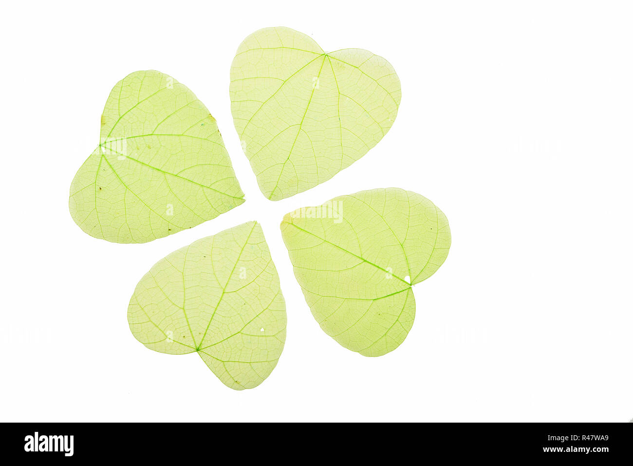 Quattro cuore verde a forma di foglie di scheletro su bianco Foto Stock