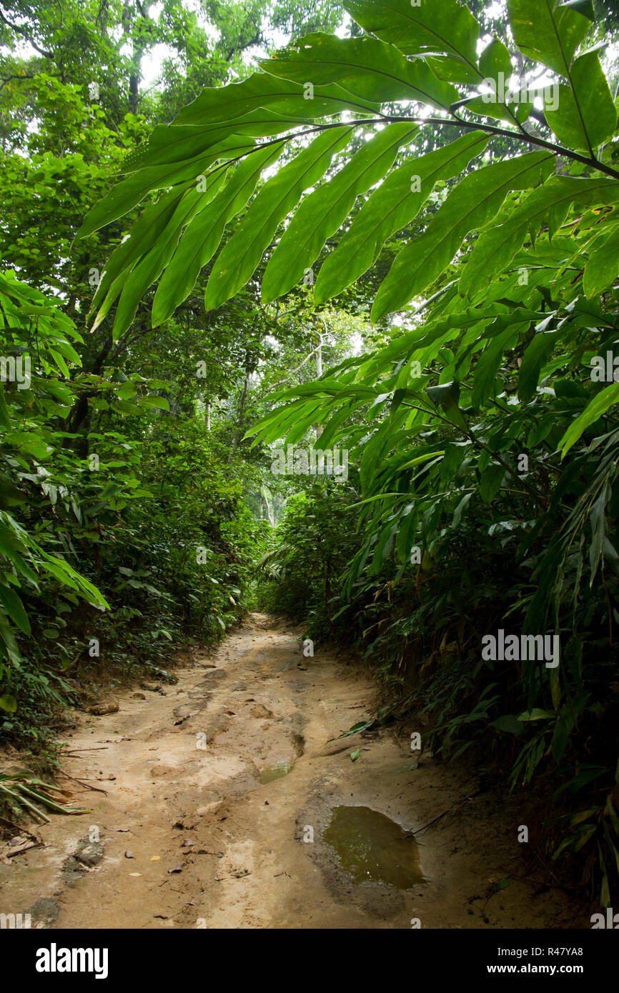 Satchari Parco Nazionale. Habiganj, Bangladesh. Foto Stock