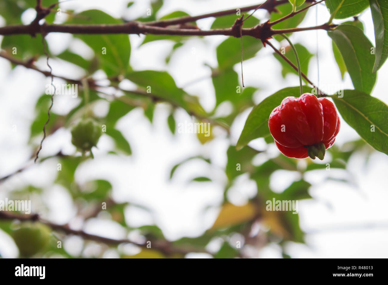 Fresche biologiche Acerola sull'albero, elevata di vitamina C e di frutta antiossidante Foto Stock