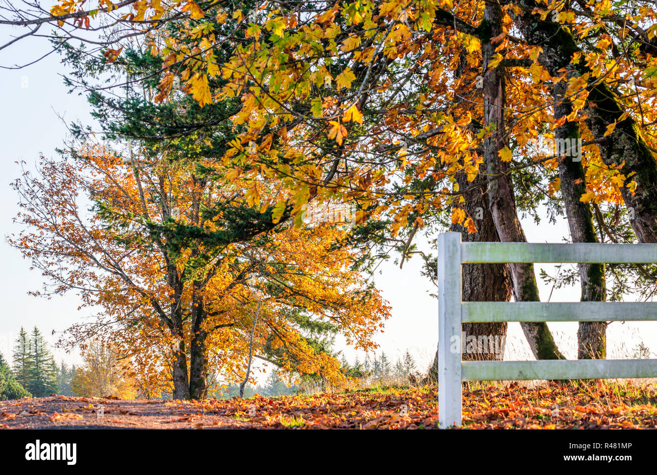 La strada che conduce nella distanza oltre l'orizzonte con autunno ingiallito alberi sul lato della strada è come un simbolo di transitorio la vita umana comi Foto Stock