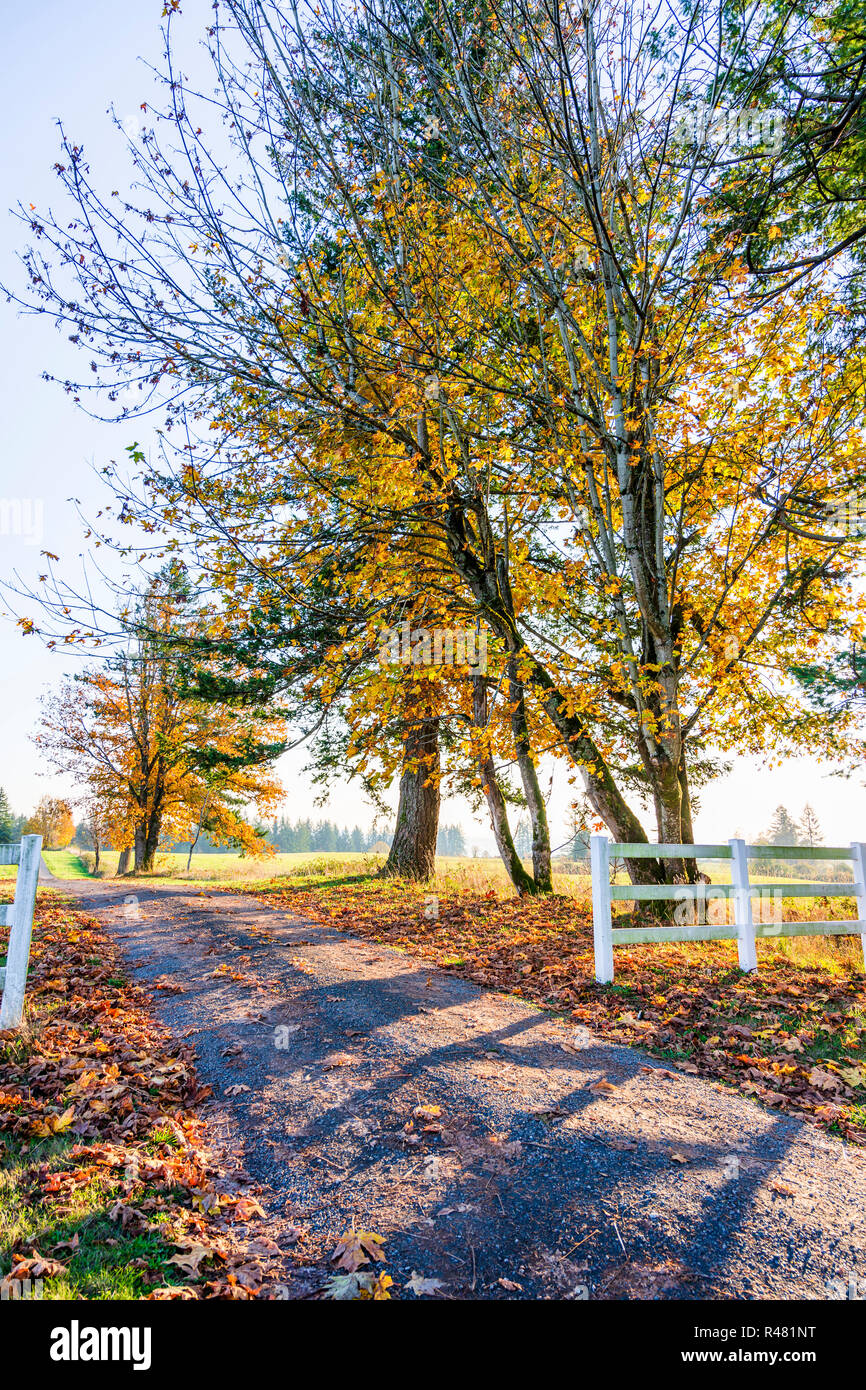 Strada che conduce nella distanza oltre l'orizzonte con autunno ingiallito alberi è come un simbolo di transitorio la vita umana prossimi alla vecchiaia e dipinte in Foto Stock