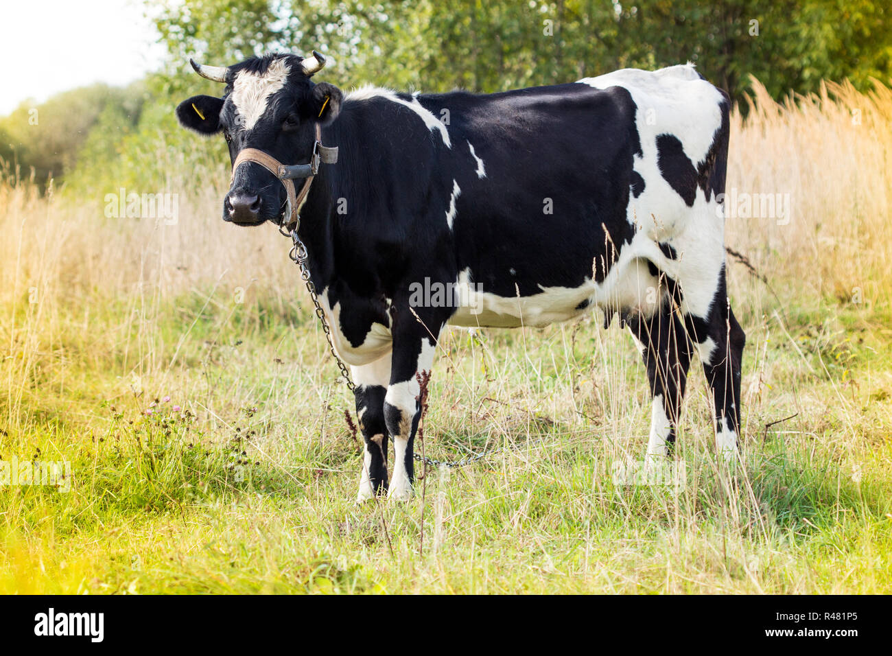 Bianco e nero mucca in piedi in un campo Foto Stock