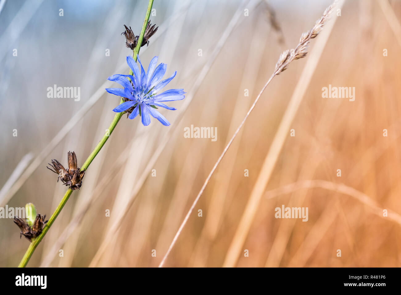 Blu fiore di cicoria su un morto e essiccato thistle Foto Stock