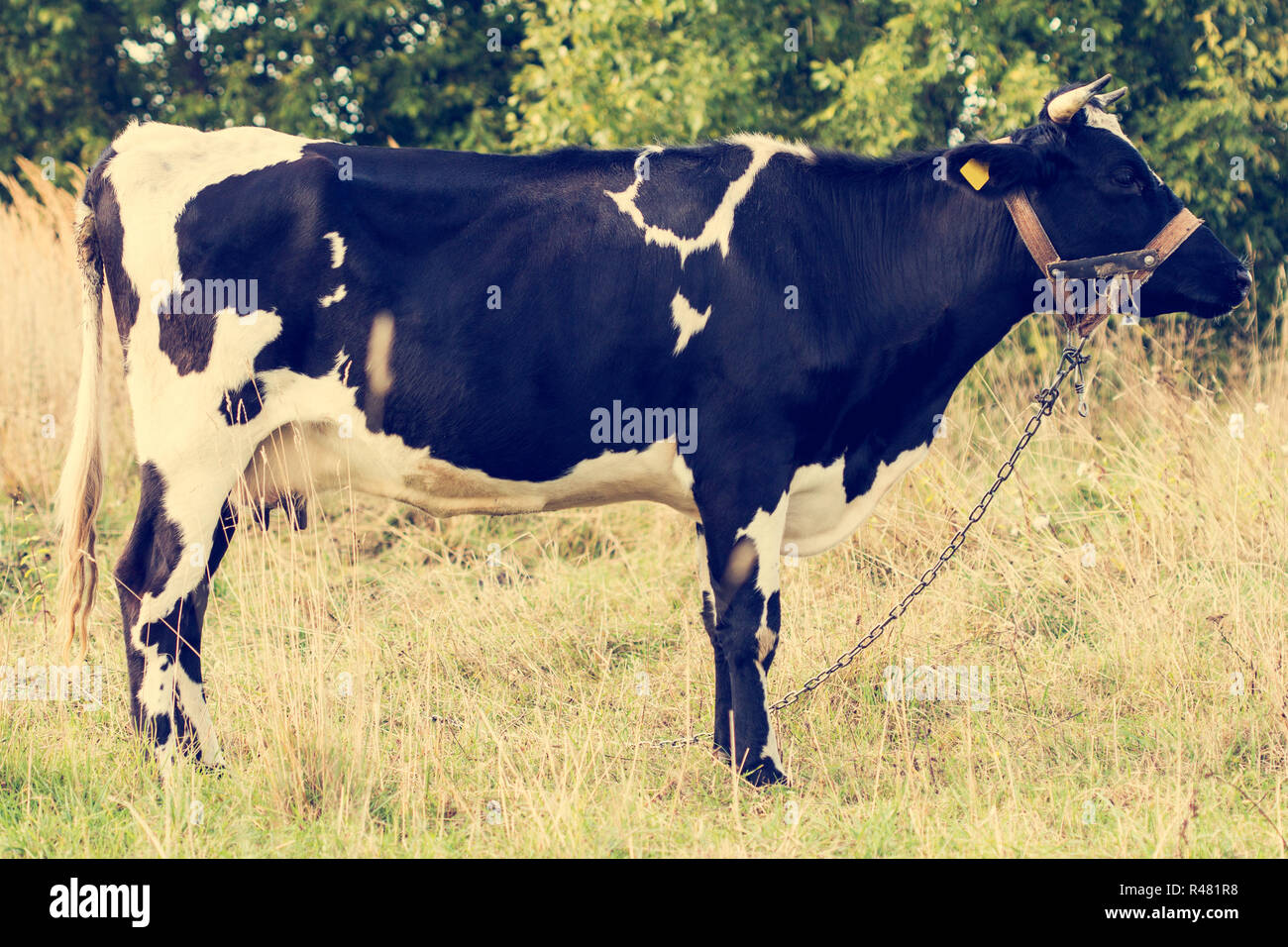 Mucca in piedi in un prato Foto Stock