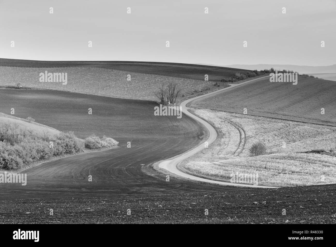 Strada in Moravia colline in aprile Foto Stock