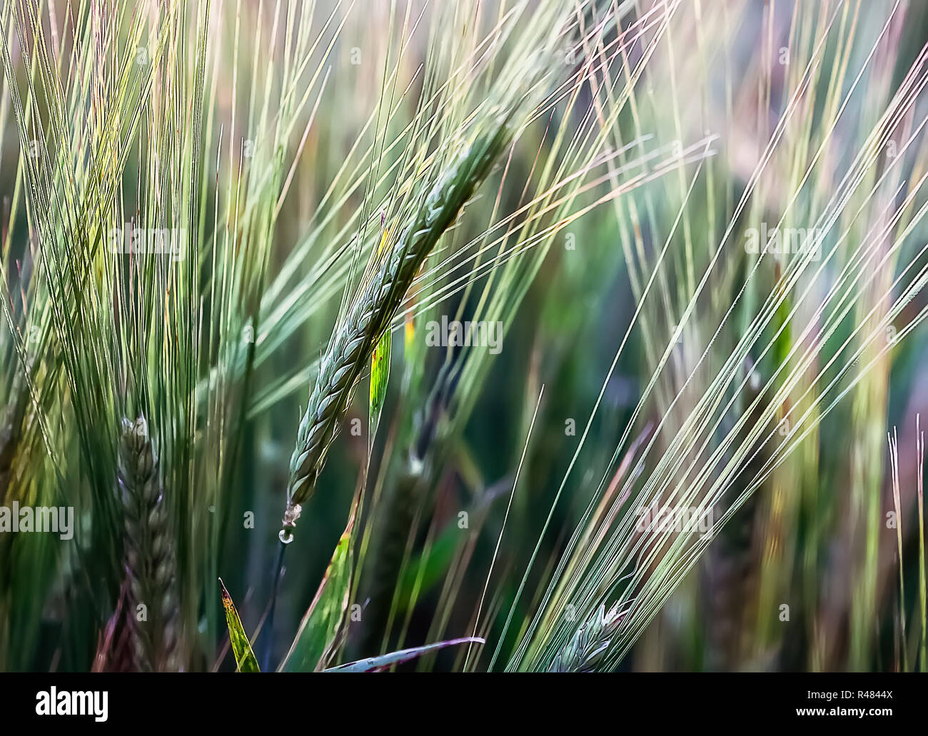 Le orecchie di orzo in natura Foto Stock