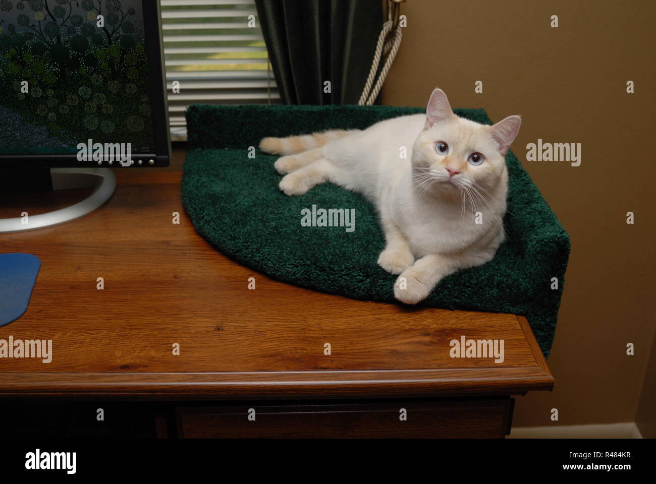 Un bianco flamepoint gatto siamese gatto salotti in un letto con moquette in un angolo della scrivania in legno. Foto Stock