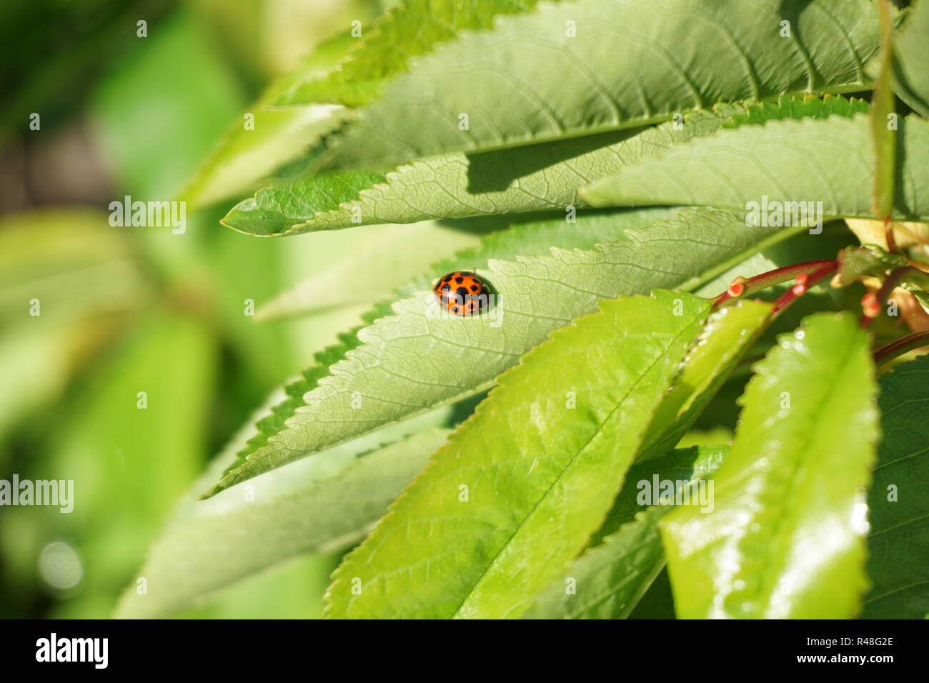 Cherry Tree-amoroso ladybug. Foto Stock