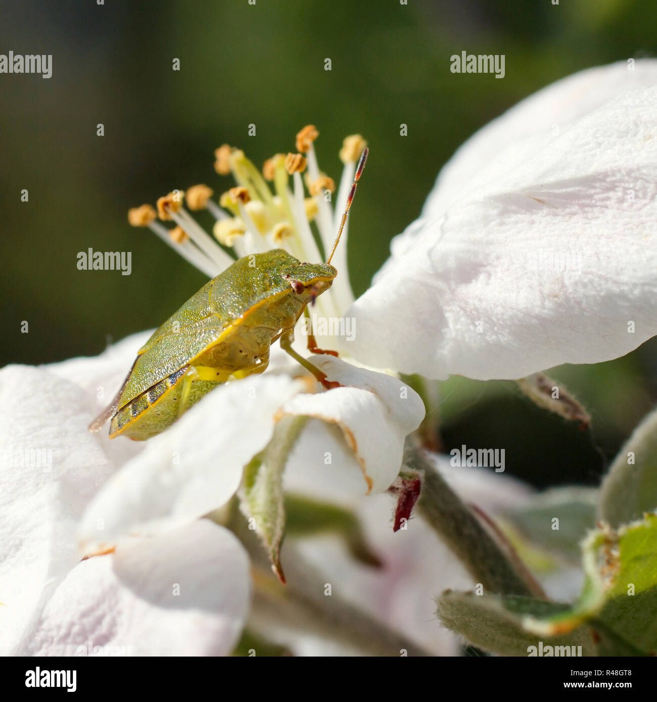Coleottero verde su una foglia di ciliegio Foto Stock