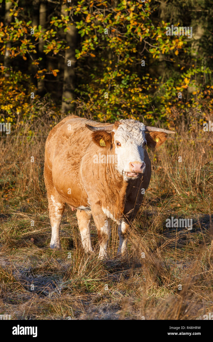 Agricoltura zootecnia outdoor mandria di mucche Foto Stock