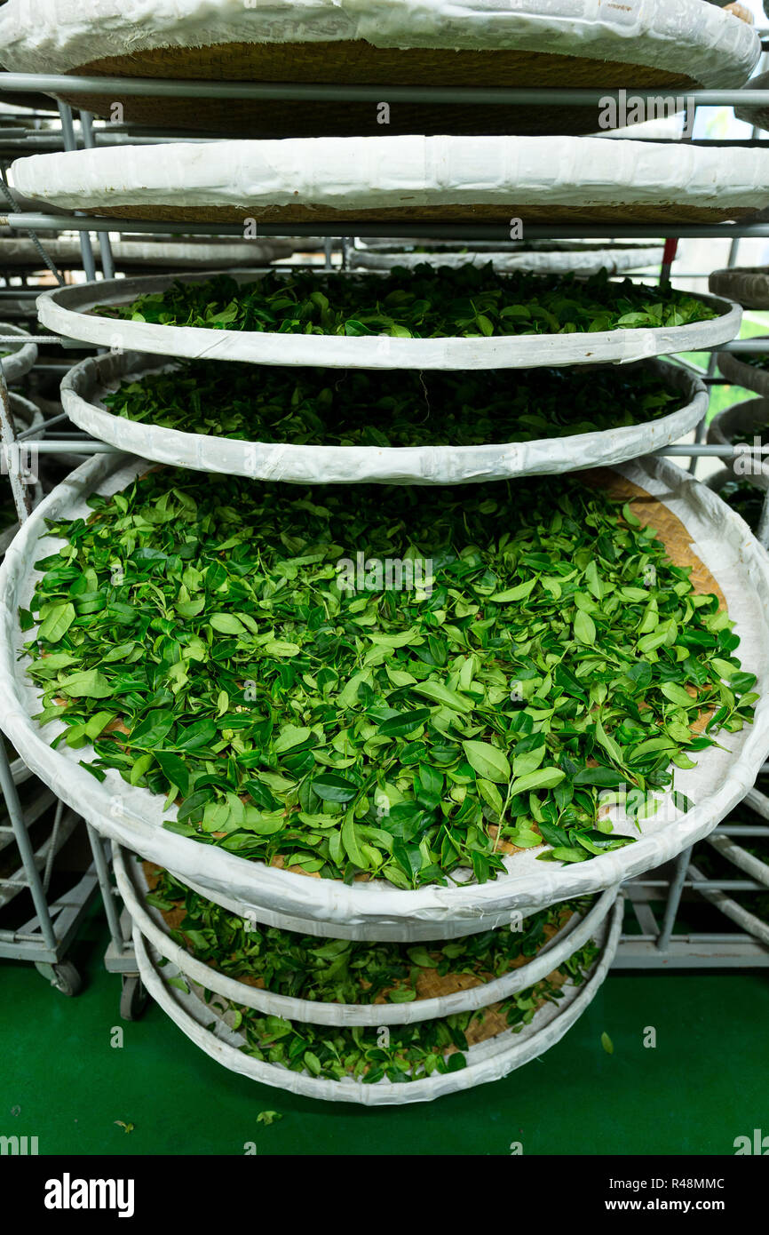Elaborazione di fermentazione per il tè in fabbrica Foto Stock