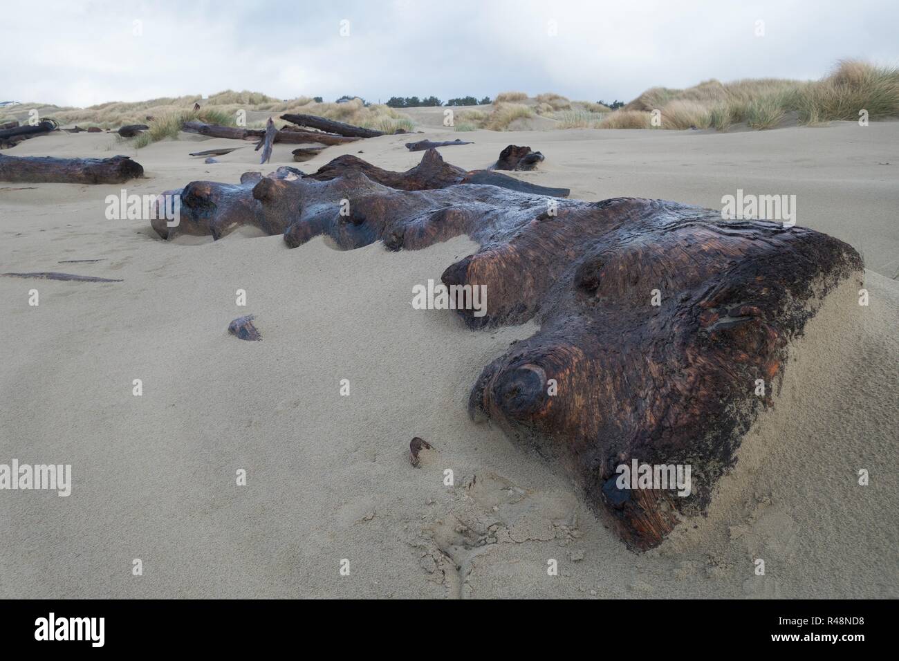 Una struttura ad albero alterò lavato fino in riva alla spiaggia Heceta o, STATI UNITI D'AMERICA. Foto Stock