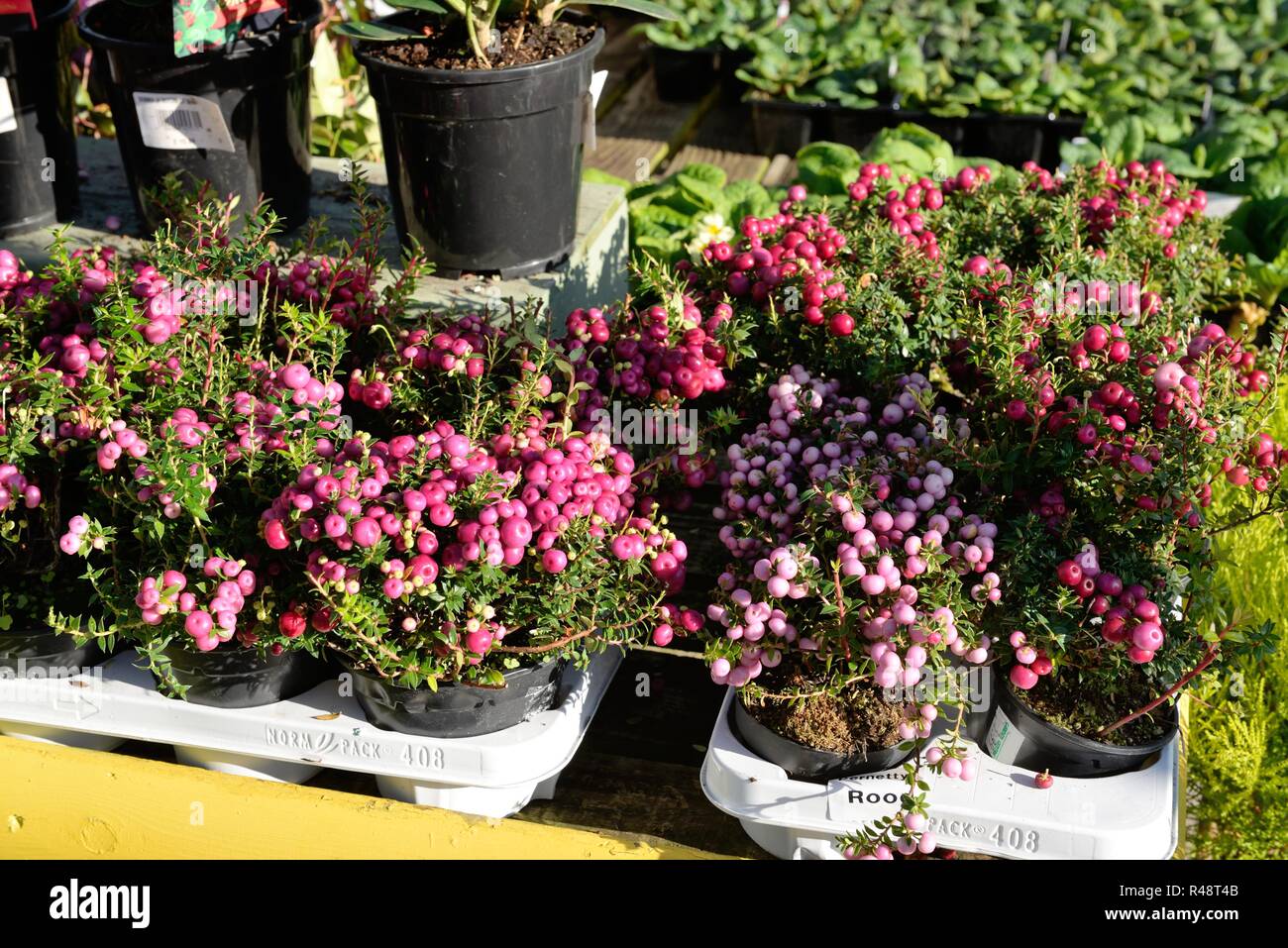 Vassoi di pernettya mucronata rood sul display esterno ad un giardino nel centro di Glasgow, Scotland, Regno Unito, Europa Foto Stock