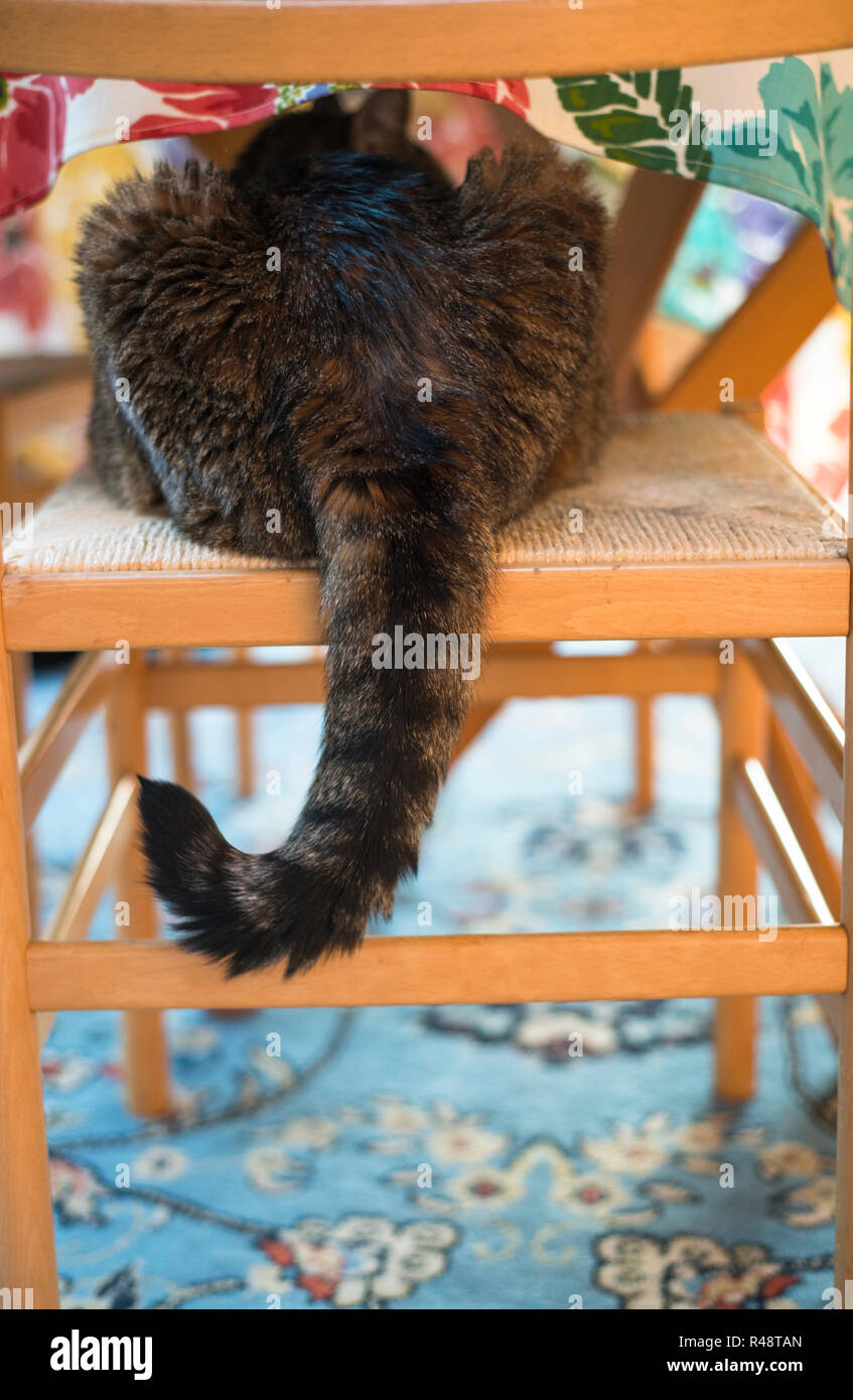 Gatto di casa in una sedia sotto una tabella con il suo lembo arricciato Foto Stock