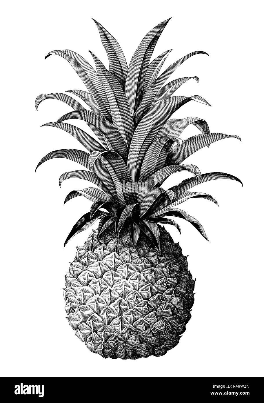 Ananas disegno a mano vintage stile di incisione isolare su sfondo bianco Illustrazione Vettoriale