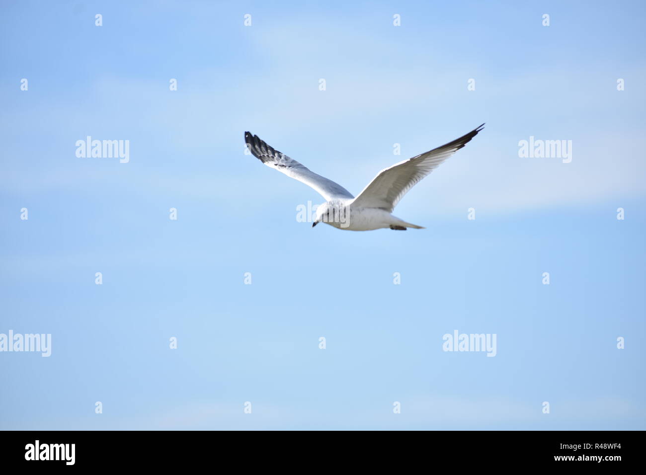 Bird in bellissime foto acquisite. Foto Stock