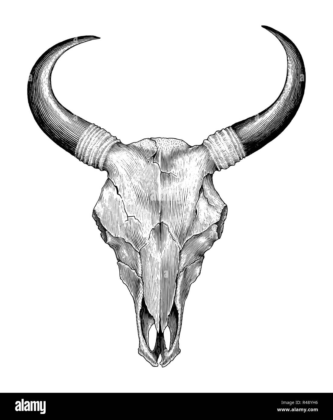 Cranio di mucca disegno a mano vintage illustrazione di incisione Illustrazione Vettoriale