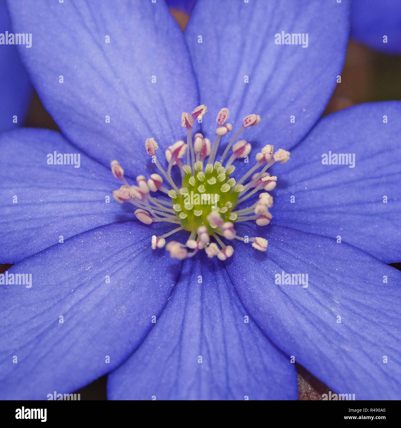 Liverwort square Foto Stock