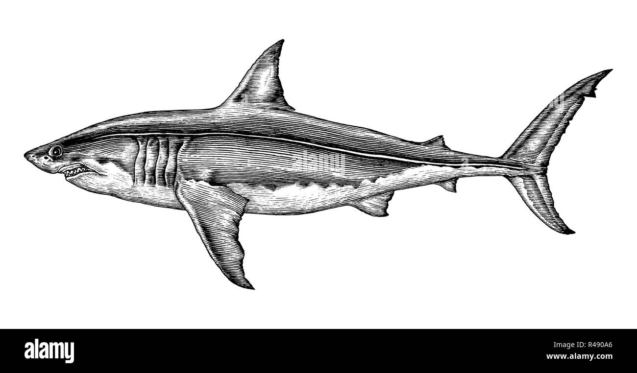 Il grande squalo bianco del disegno a mano vintage illustrazione di incisione Illustrazione Vettoriale