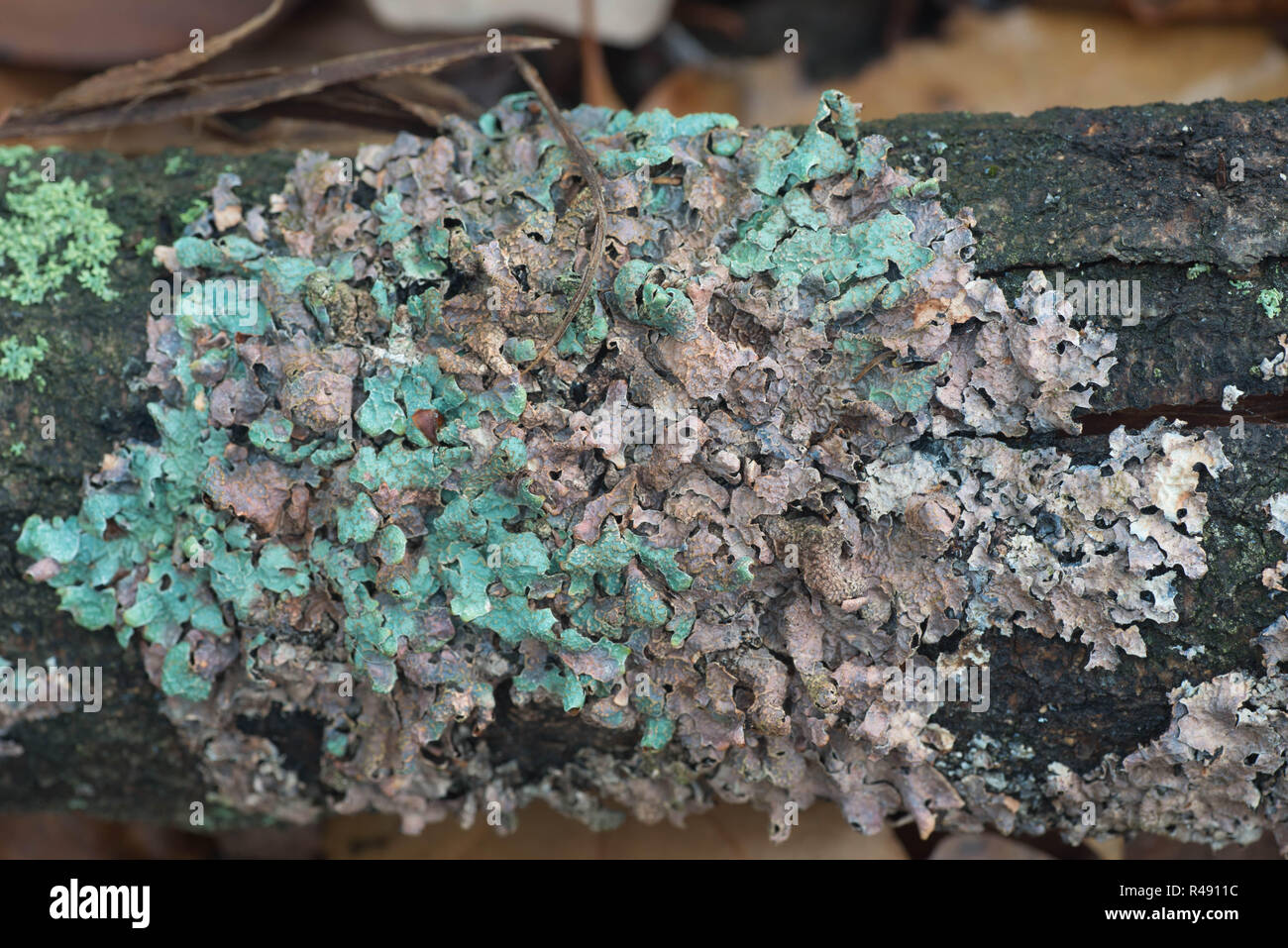 Il lichen su albero macro messa a fuoco selettiva Foto Stock