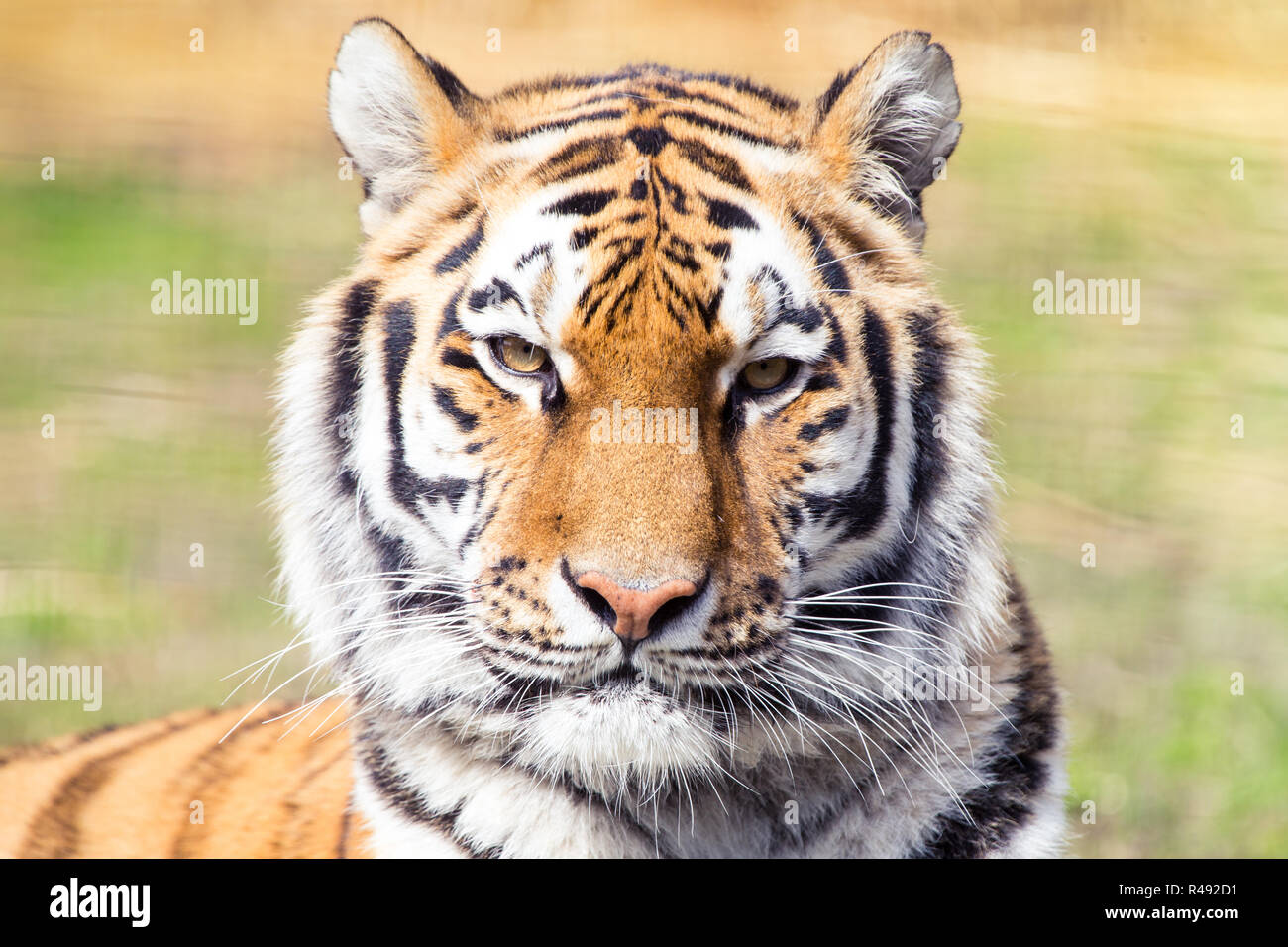 Tigre Siberiana ritratto Foto Stock