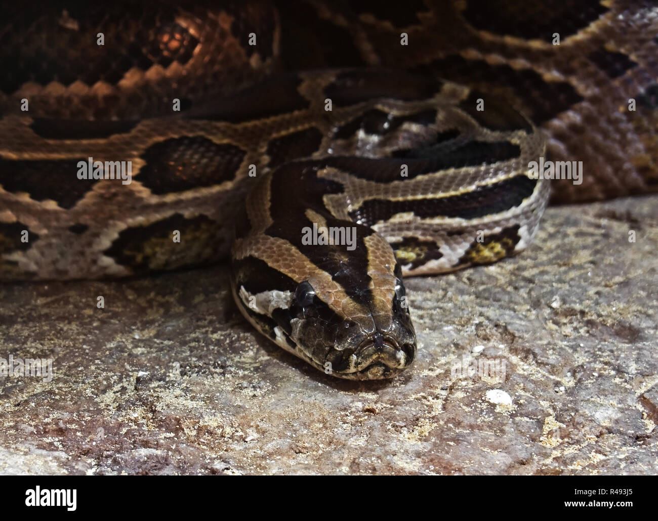 Primo piano verde birmano o Python Python molurus Bivittatus avvolto sul terreno Foto Stock