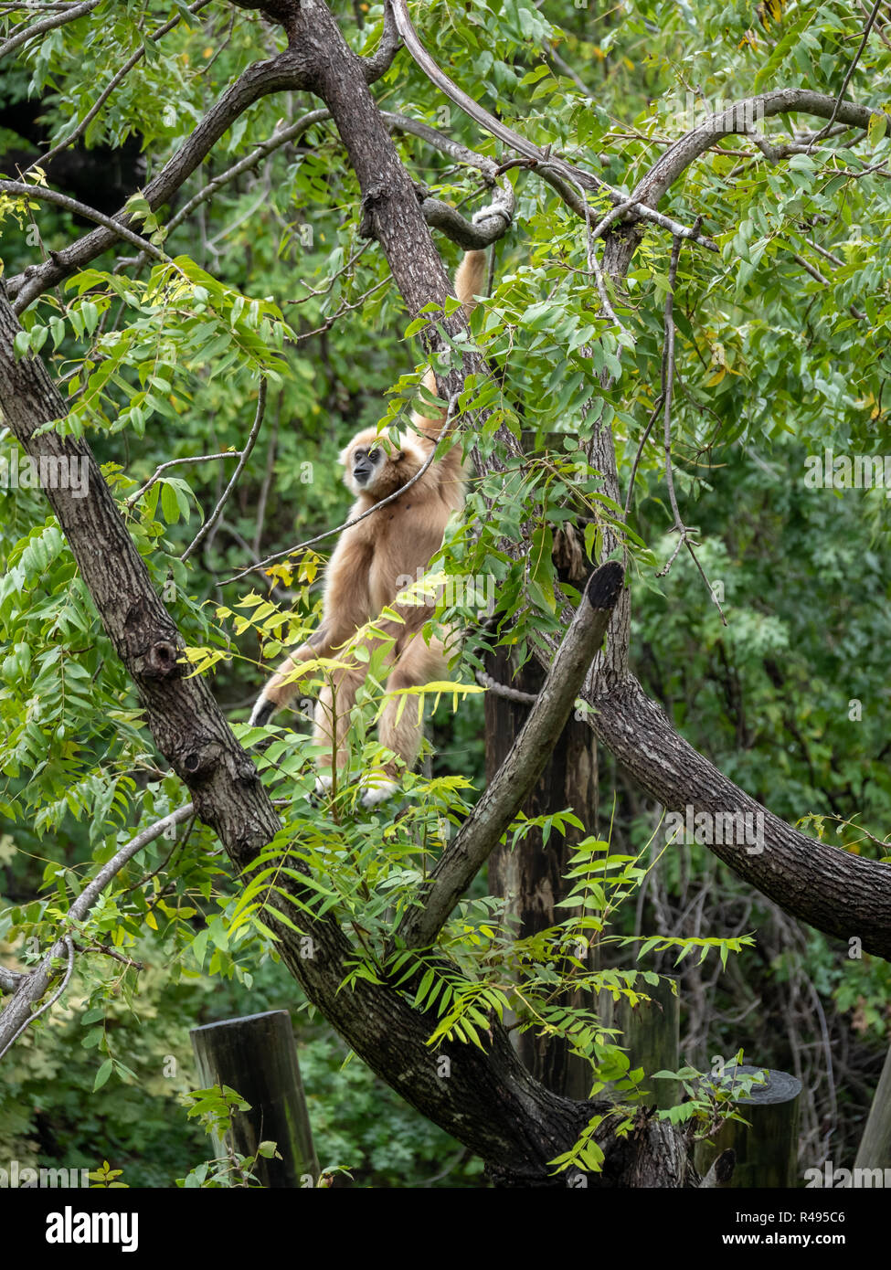 La pelliccia bianca soldi sospesi dal ramo di albero e guardando verso sinistra Foto Stock