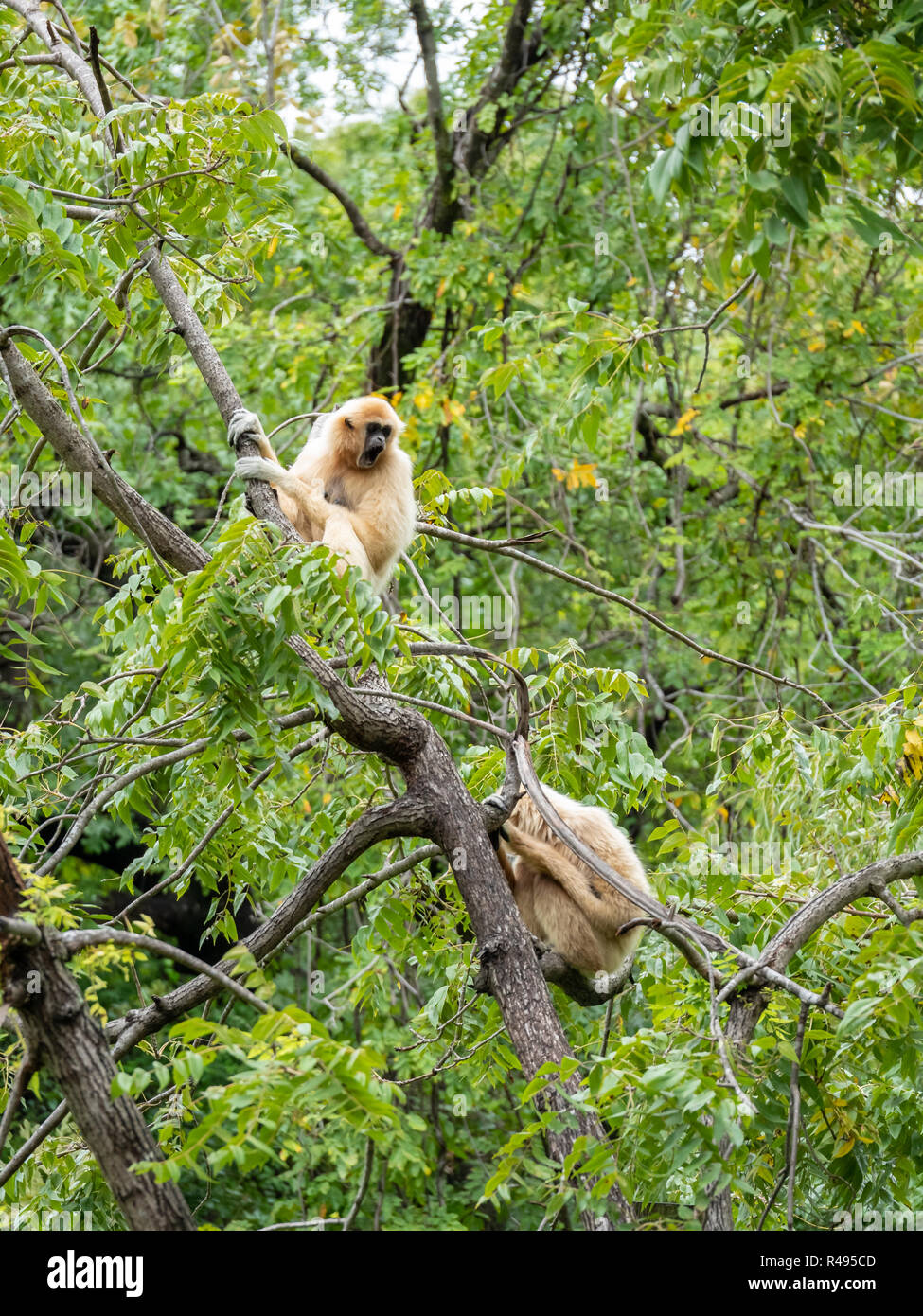 Due scimmie bianco in un albero in bright day Foto Stock