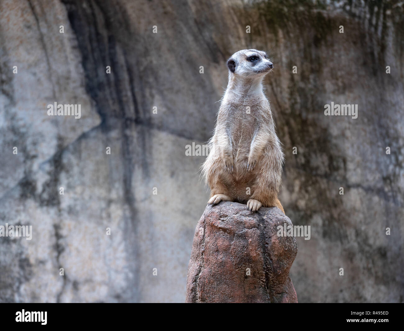 Distratti Meerkat guardando a sinistra con pelo bagnato nella giornata di sole Foto Stock