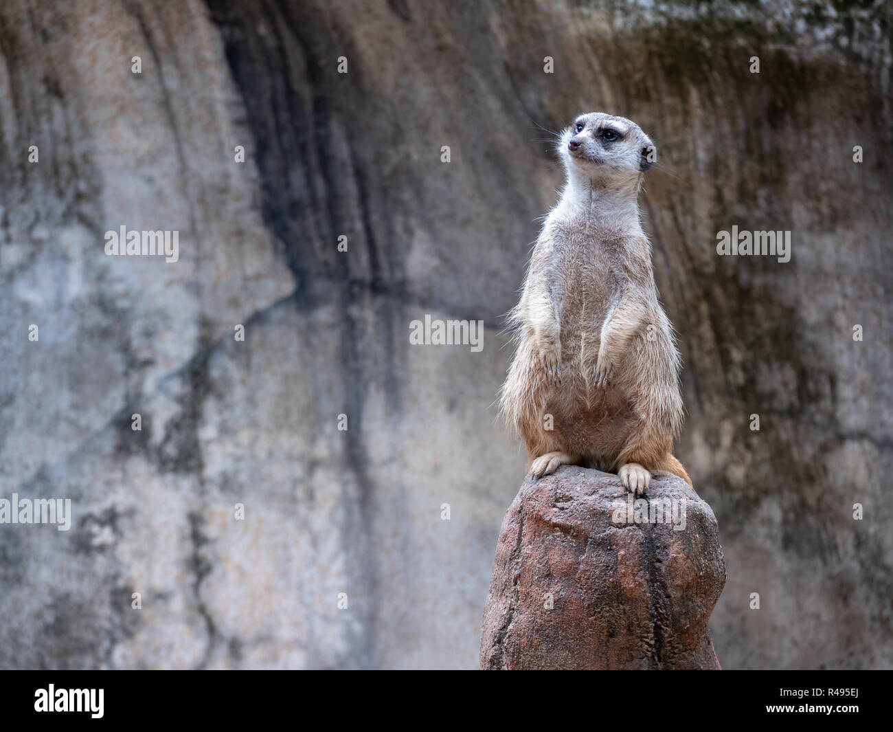 Meerkat indipendente alto sulla roccia e guardando verso sinistra Foto Stock