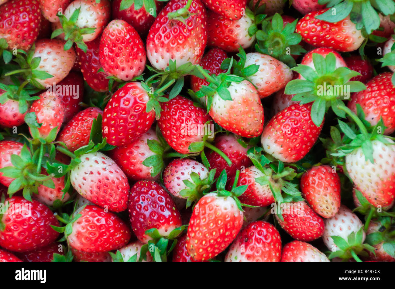 Close up rosso vicino alle fragole mature molti sfondo vista superiore, Fragaria × ananassa Foto Stock