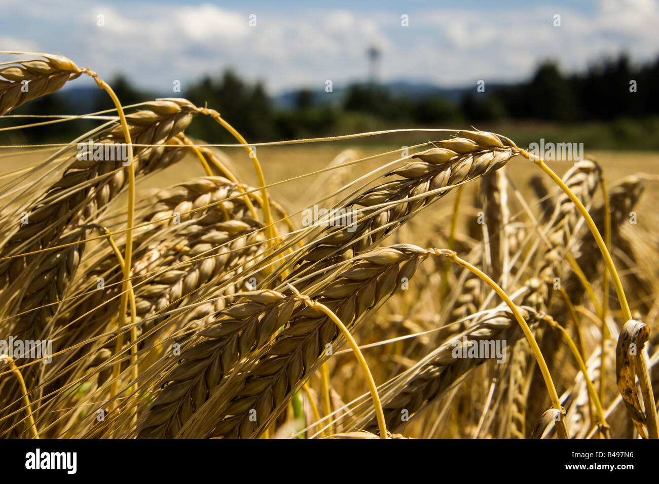 campo di mais Foto Stock