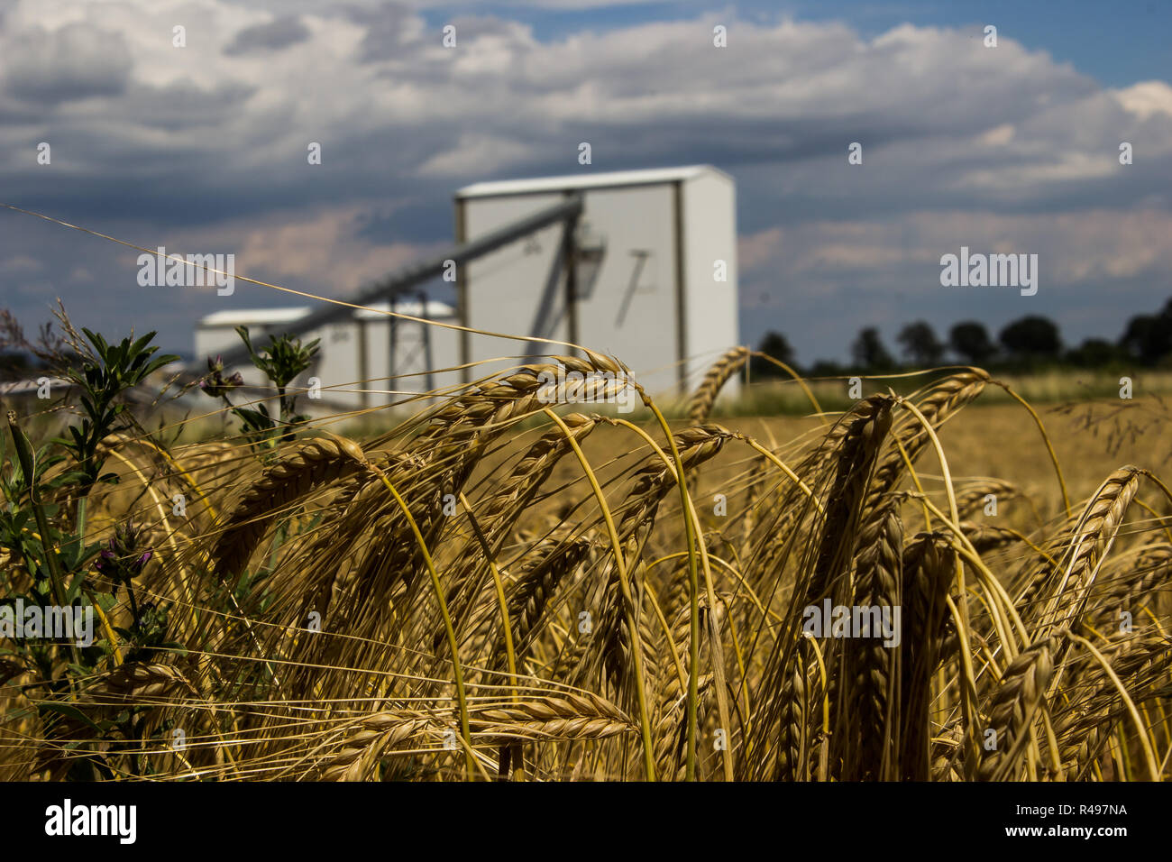 campo di mais Foto Stock