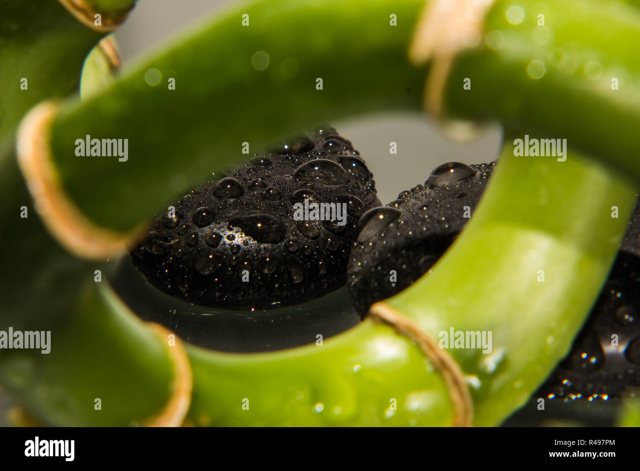 Gocce d'acqua con pietre e bambù Foto Stock