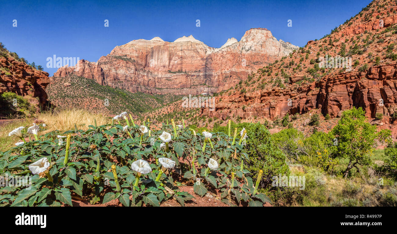 Vista panoramica del bellissimo paesaggio nel Parco Nazionale di Zion in una giornata di sole con cielo blu in estate, Utah, sud-ovest americano, STATI UNITI D'AMERICA Foto Stock